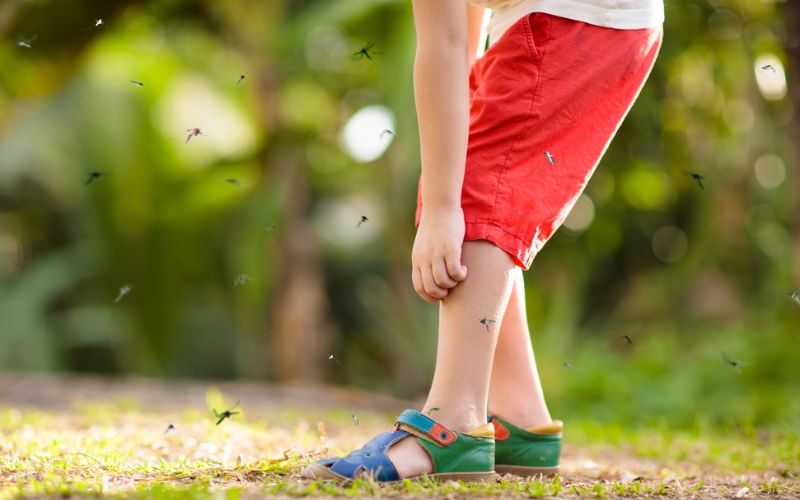 Həşərat dişləməsi və sancması